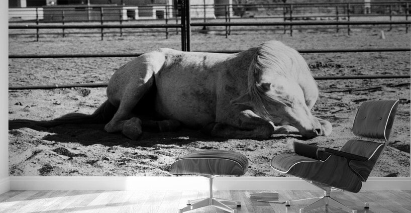 Magnificent Horse Pose 3 Wall Murals