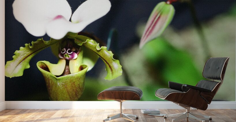 Green Orchid Wall Murals