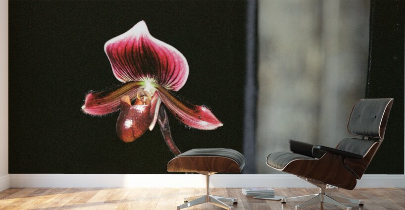 Red Orchid 2 Wall Murals