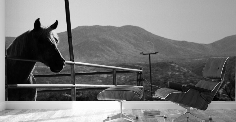 Horse amidst the mountains Wall Murals