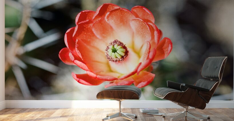 Red Cacti 2 Wall Murals