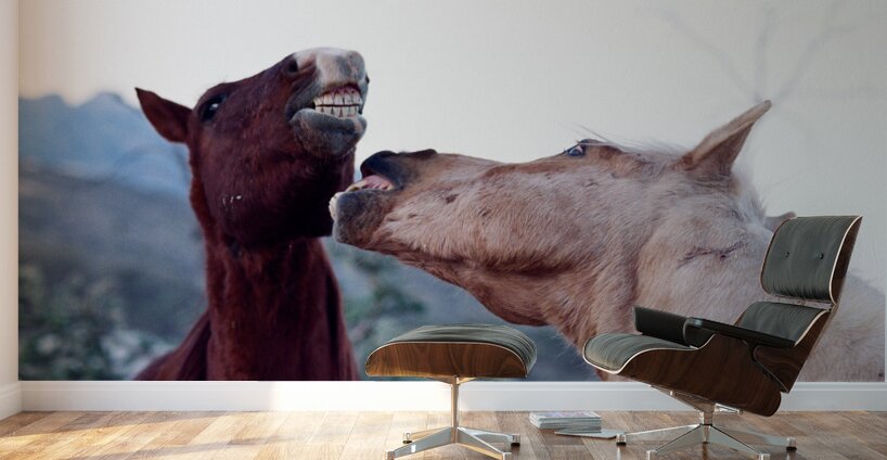 Horse Sparring 2 Wall Murals