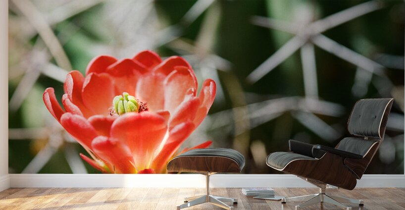 Red Cacti 3 Wall Murals