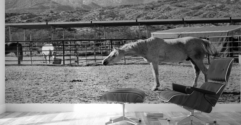 Horse Stretch Wall Murals