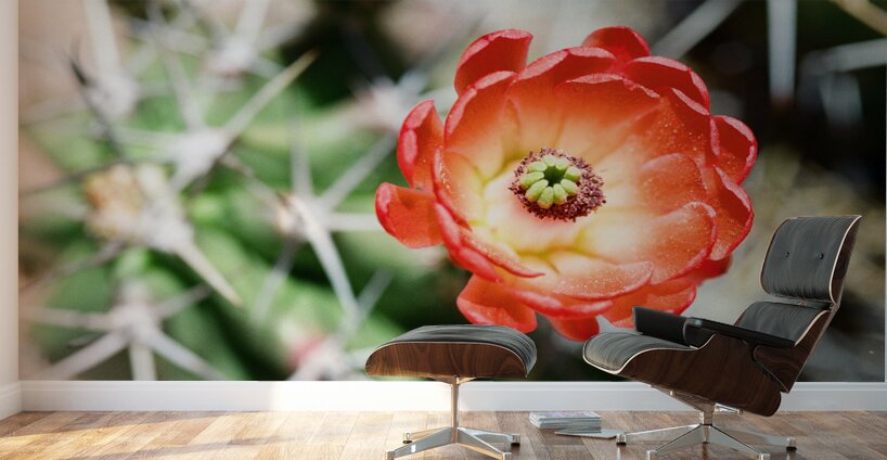 Red Cacti 5 Wall Murals