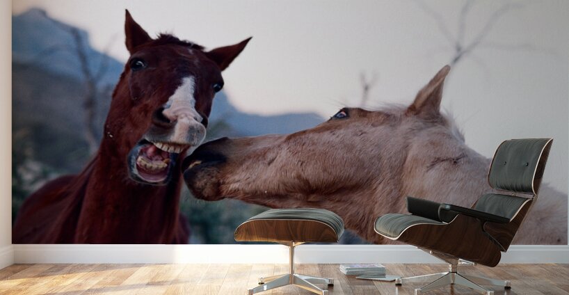 Horses Sparring Wall Murals