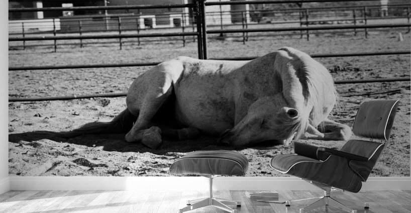 Magnificent Horse Pose 2 Wall Murals