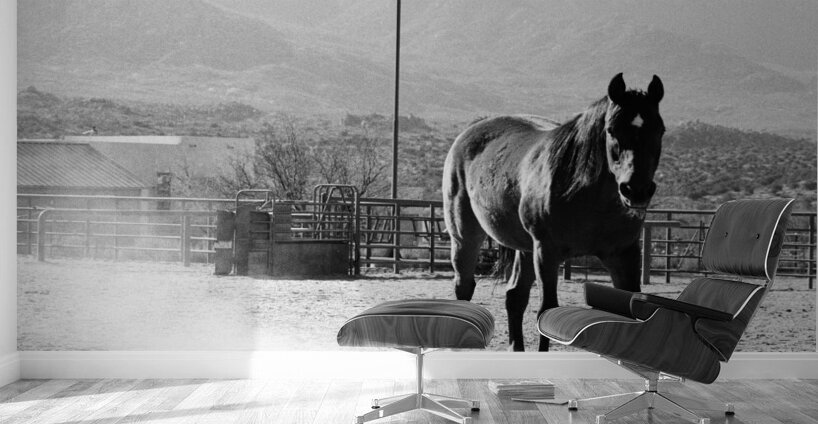 Black Horse Dust Wall Murals