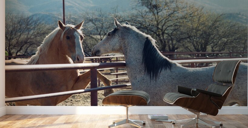 Horses connecting Wall Murals
