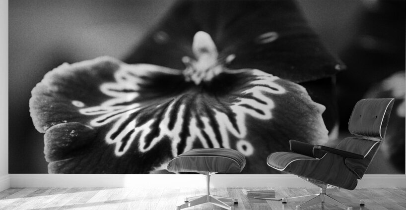 Black and White Orchid Series 21 Wall Murals