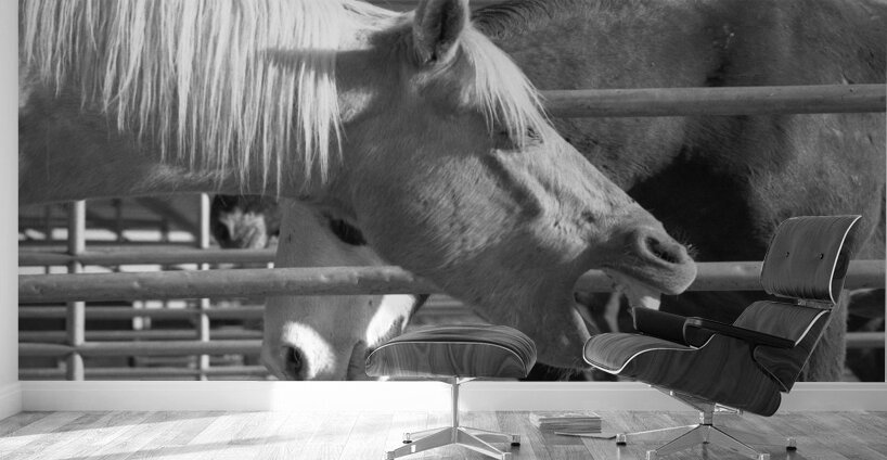 Horse Yawning Wall Murals