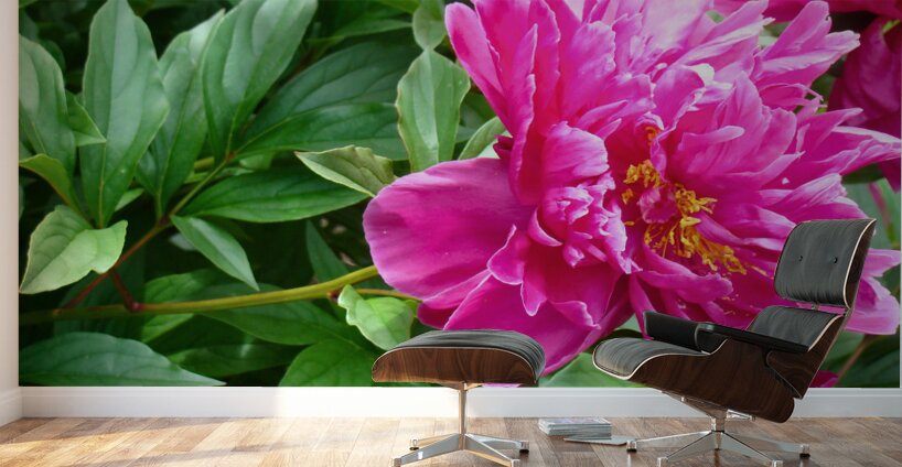 PInk Peony Wall Murals