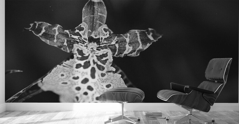 Clown Orchid Wall Murals