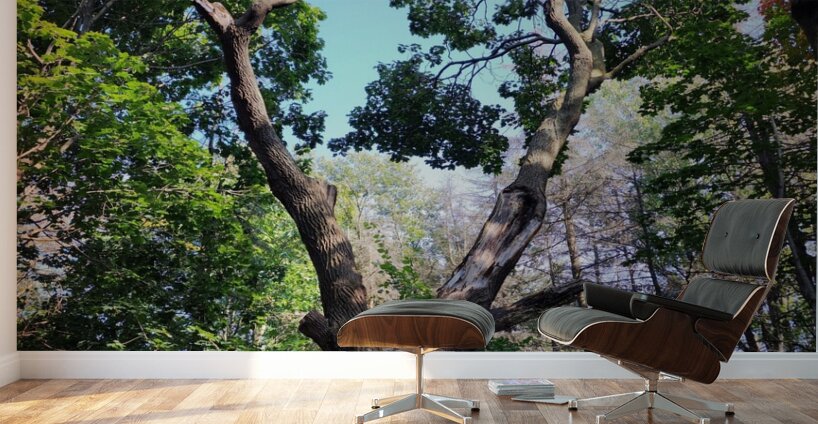 Forest Through The Trees Wall Murals