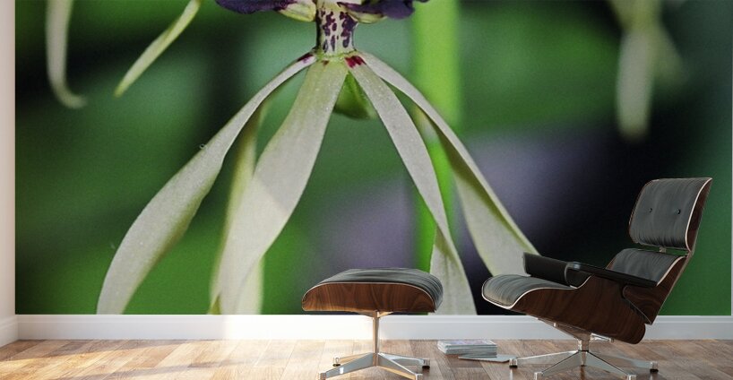 Dancing Orchid Wall Murals