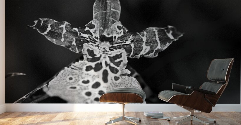 Spotted Orchid Wall Murals