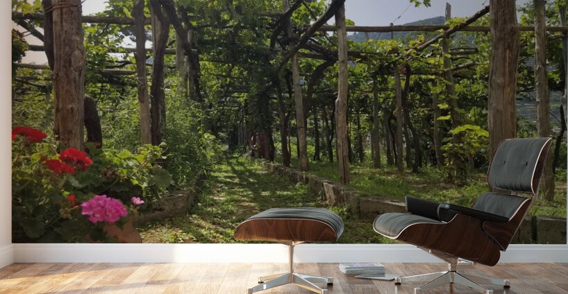 Amalfi vineyards Wall Murals