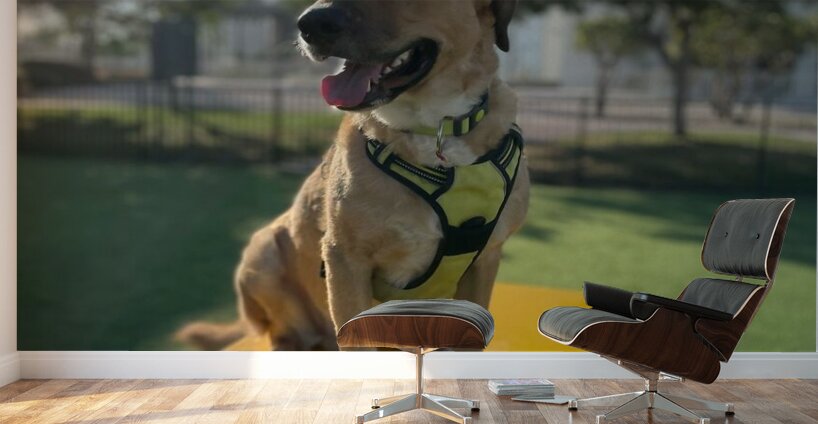 Rufus The Happy Dog Wall Murals