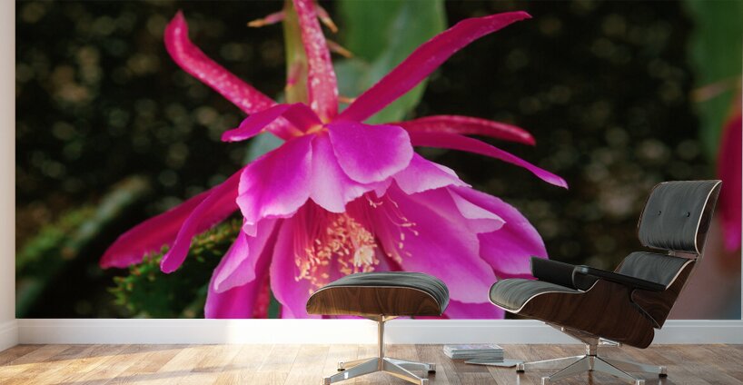 Fuschia Peony Burst Wall Murals