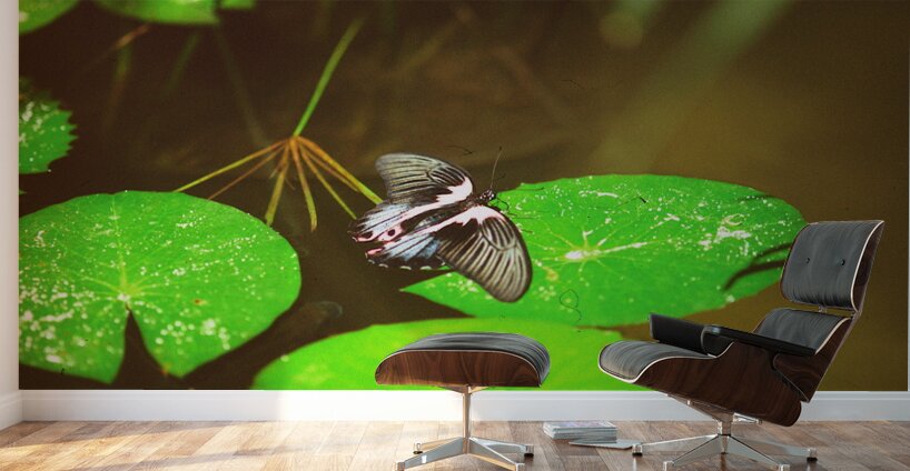 Butterfly Soars Wall Murals