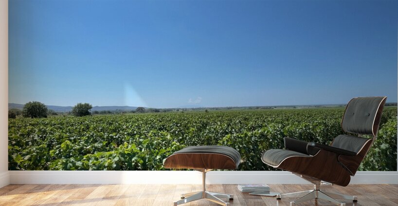 Tuscany Vineyards Cabernet Franc Wall Murals