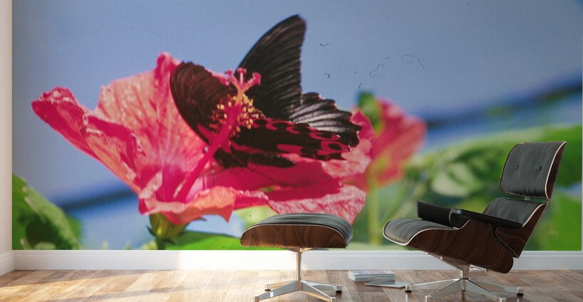 Butterflies Are Free  Wall Murals
