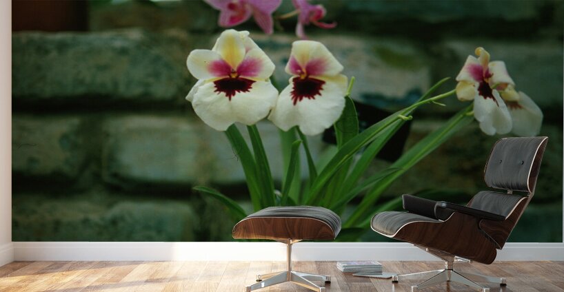 Twin Pansie Flowers Wall Murals