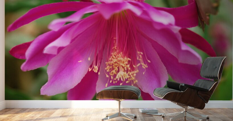 Fuschia Peony Flowering Wall Murals