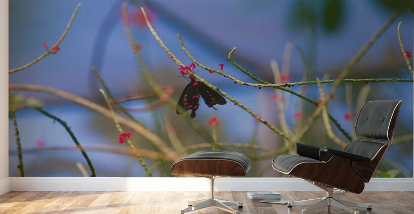 Butterfly Hanging Out Wall Murals