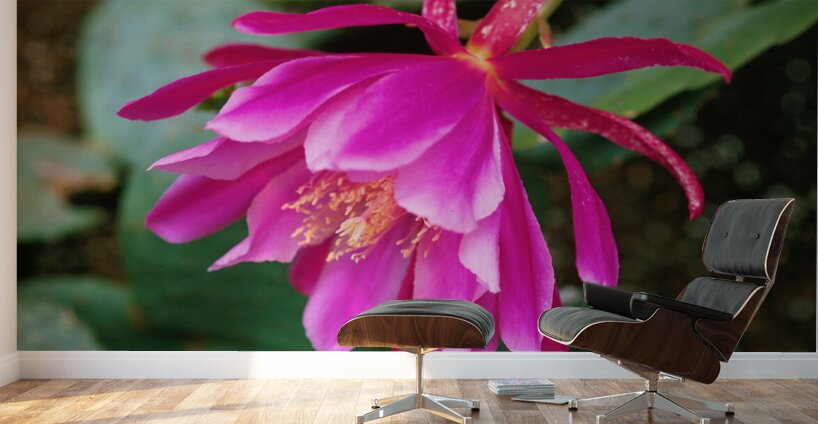 Fuschia Peony Side View Wall Murals