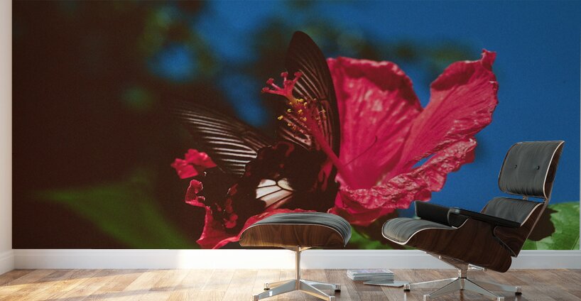 Black Butterfly Merge With The Red Flower Wall Murals