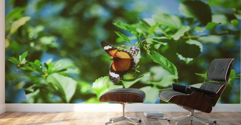 Monarch butterfly Wall Murals