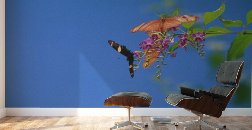 Butterflies at play Wall Murals