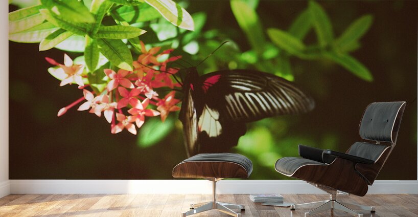 Black butterfly amongst the flowers Wall Murals