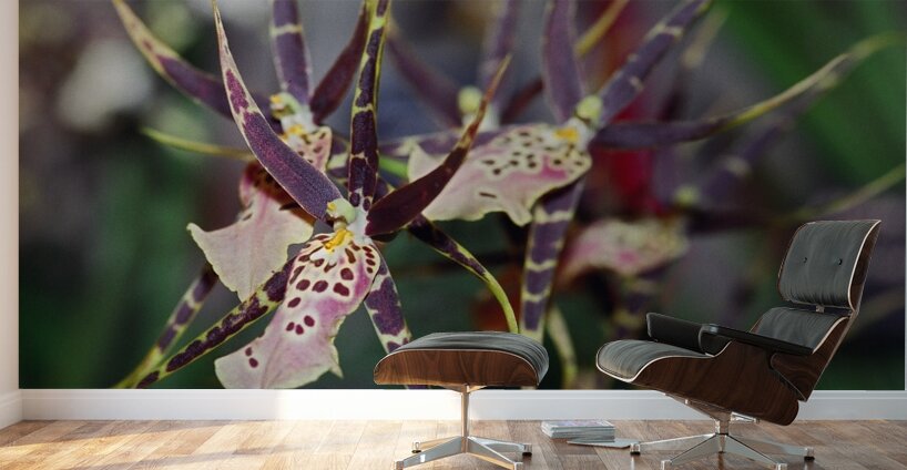 Striped Orchids Wall Murals