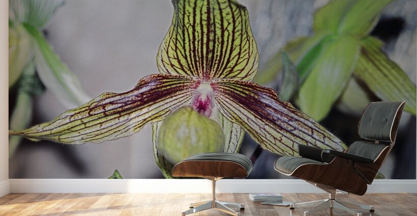 Green Striped Orchid Wall Murals