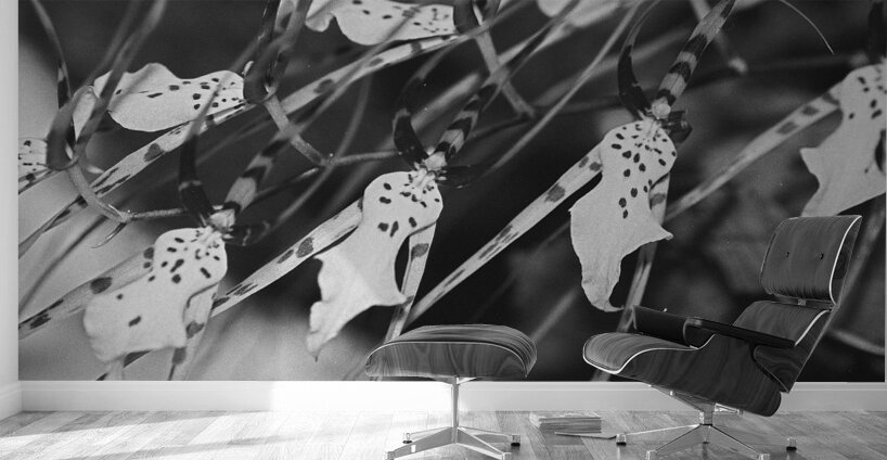 Black and White Floral Series 3 Wall Murals