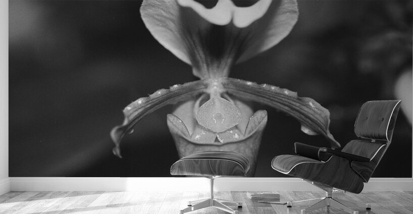 Black and White Orchid Series 2 Wall Murals