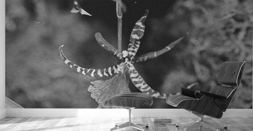 Black and White Orchid Series 1 Wall Murals