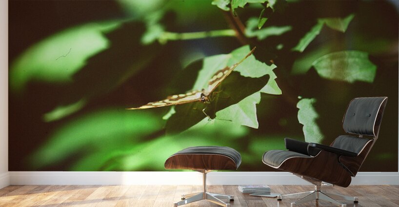 Butterfly With A Captured Beetle Wall Murals