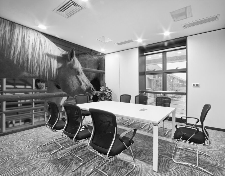Horse Yawning Wall Printing