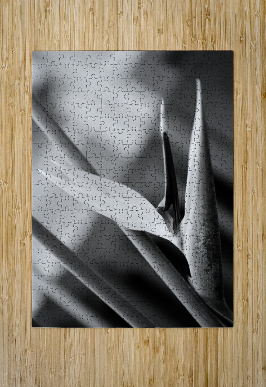 Black  White Bird of Paradise  Bonnies Wall Art Puzzle printing