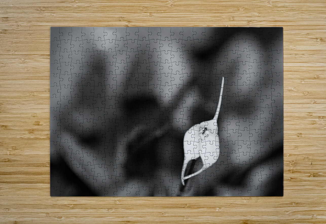 Black  White Floral Series 13 Bonnies Wall Art Puzzle printing