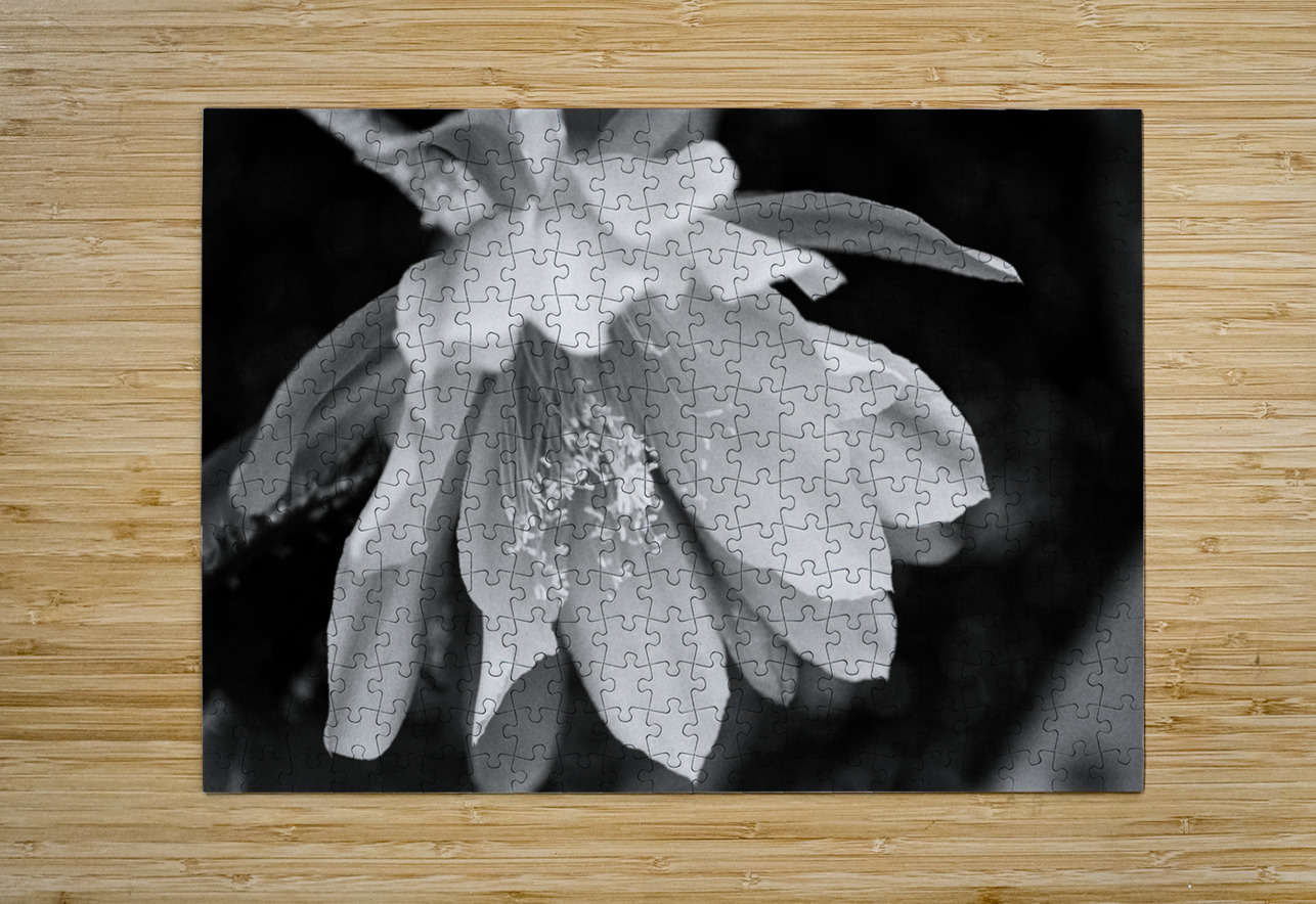 Black and White Peony Burst Bonnies Wall Art Puzzle printing