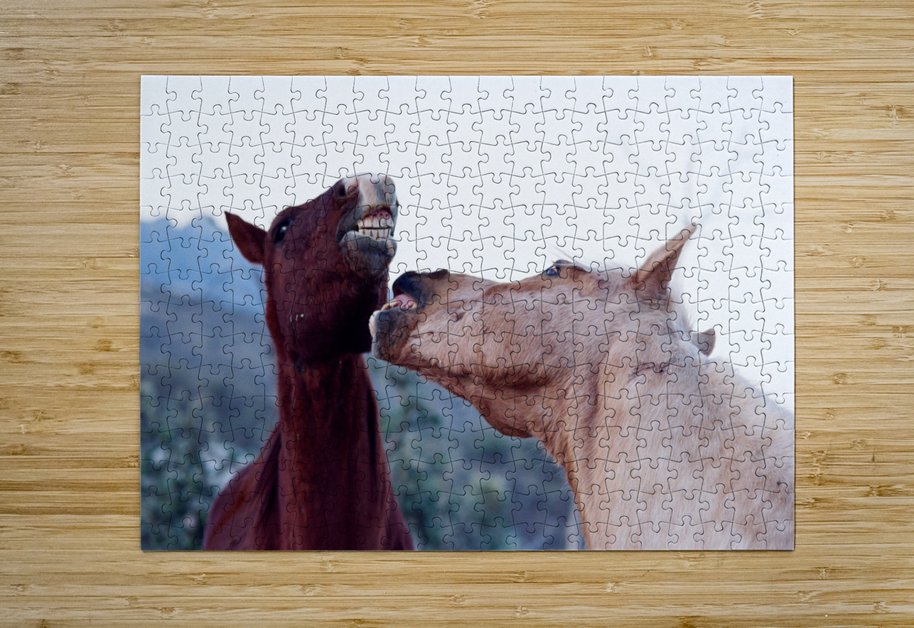 Horse Sparring 2 Bonnies Wall Art Puzzle printing