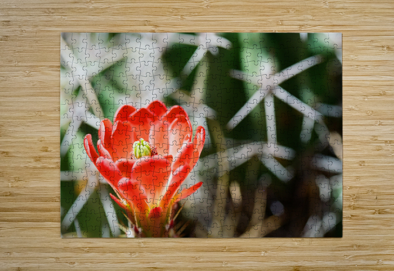 Red Cacti 3 Bonnies Wall Art Puzzle printing