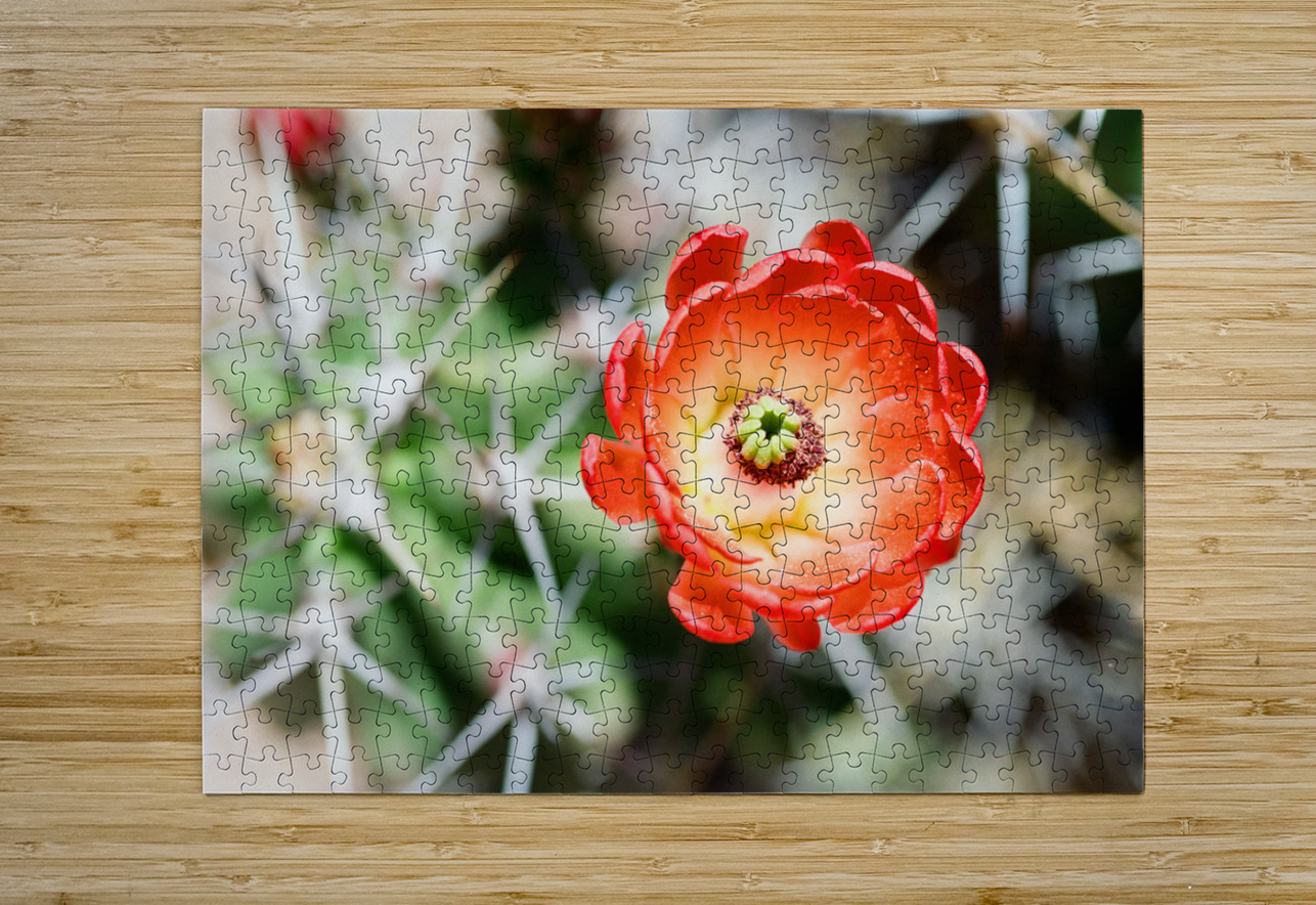 Red Cacti 5 Bonnies Wall Art Puzzle printing