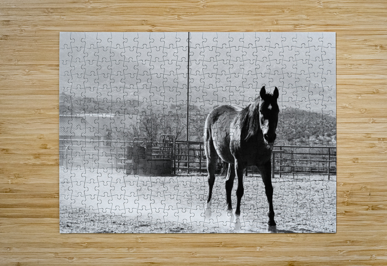 Black Horse Dust Bonnies Wall Art Puzzle printing