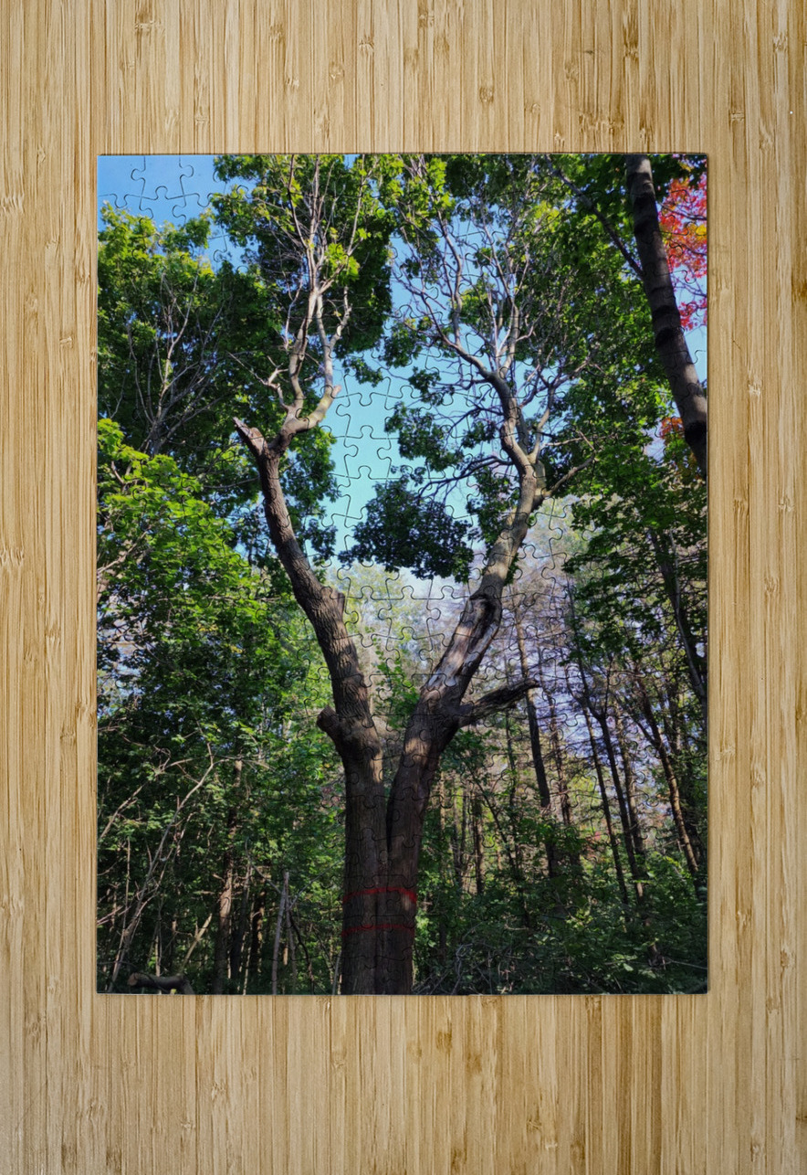 Forest Through The Trees Bonnies Wall Art Puzzle printing