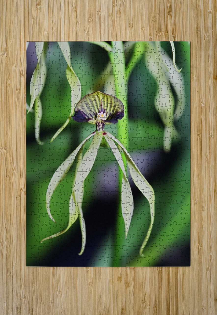 Dancing Orchid Bonnies Wall Art Puzzle printing